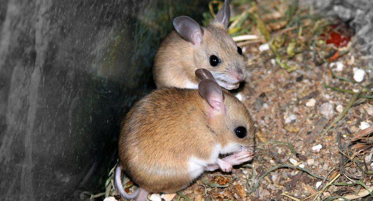 Perché i topi squittiscono?