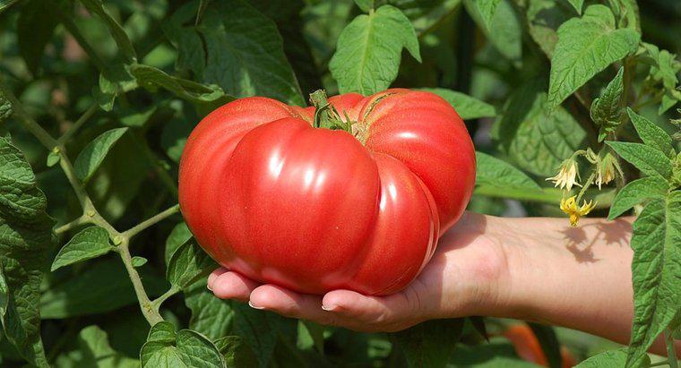 Come fai a crescere grandi pomodori?