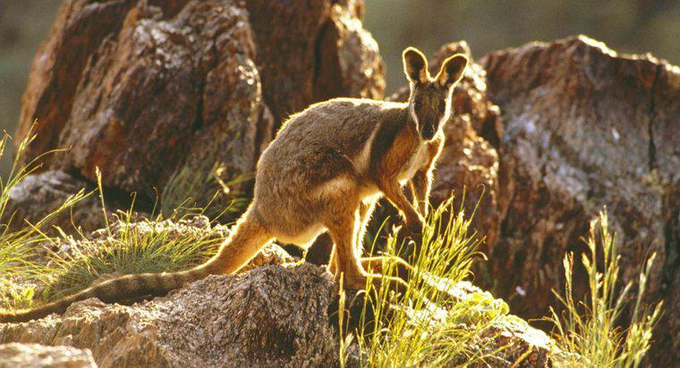 Quali sono le caratteristiche fisiche di un Wallaby?