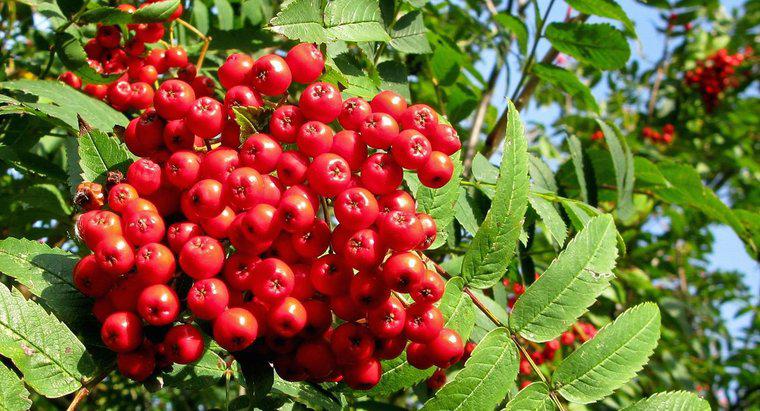 Rowan Tree Berries è velenoso?