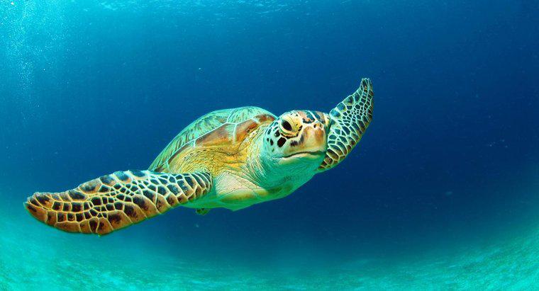 Quali sono alcuni fatti sulle tartarughe marine?
