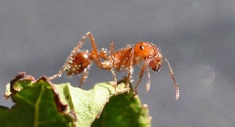 Dove vivono le formiche del fuoco?