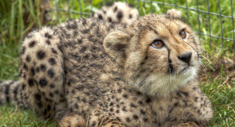Come puoi tenere un ghepardo come animale domestico?