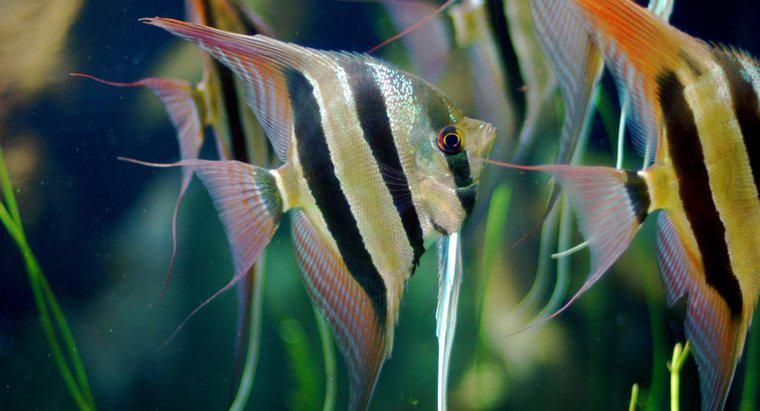Che cosa mangiano gli angelfish?
