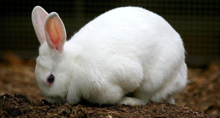 Quali sono le fasi del ciclo di vita di un coniglio?