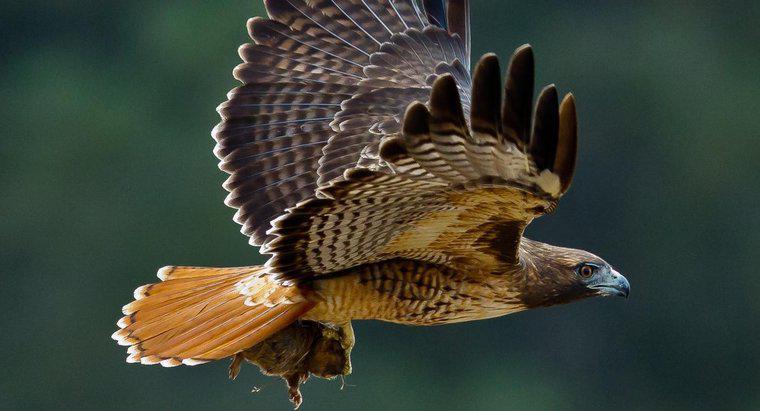 Cos'è l'habitat di un falco?