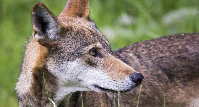 Quali sono alcuni fatti interessanti sui lupi rossi?