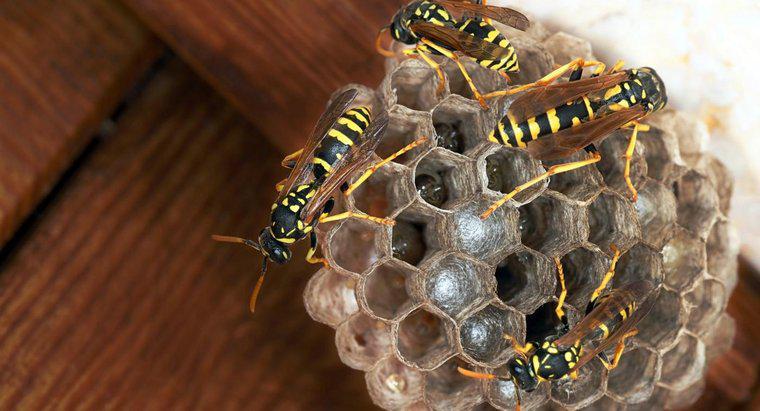 Come si rimuove un Wasp Nest carta?