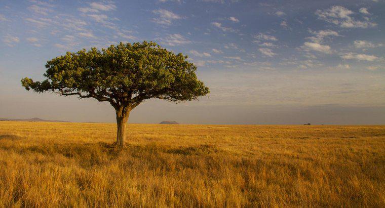 In quale paese si trova la savana?