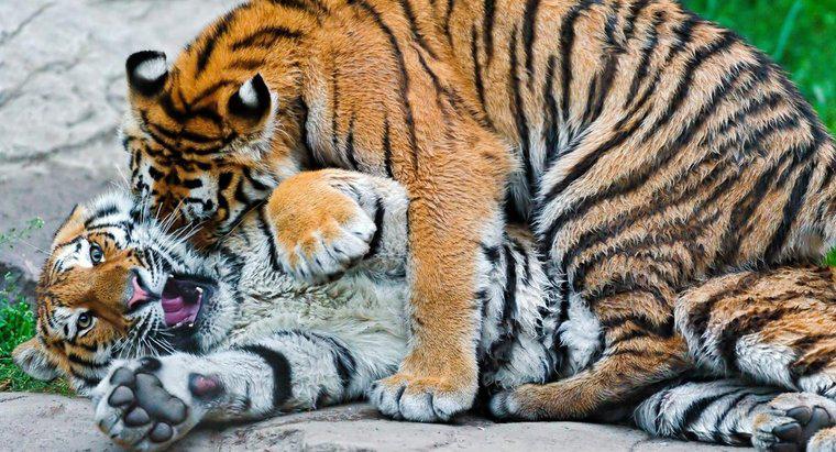 Quali sono i nemici della tigre?