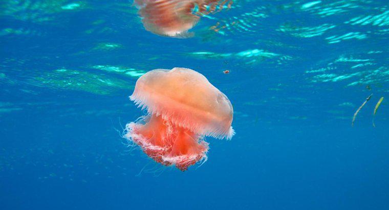 Sono carnivori, erbivori o onnivori di medusa?