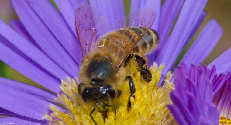 Che cos'è un Honey Bee's Habitat?