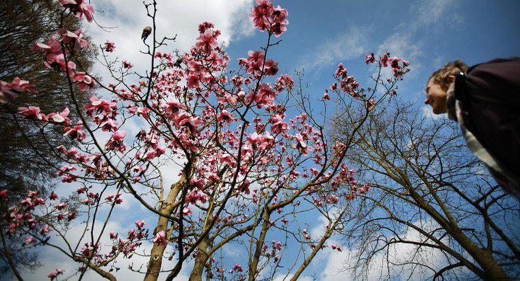 Come posso radicare un taglio da un albero di magnolia?
