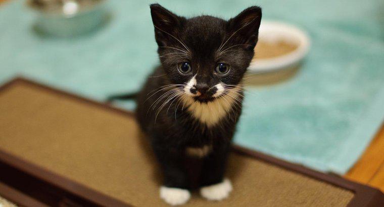 Quali sono alcuni buoni nomi di gattini in bianco e nero?