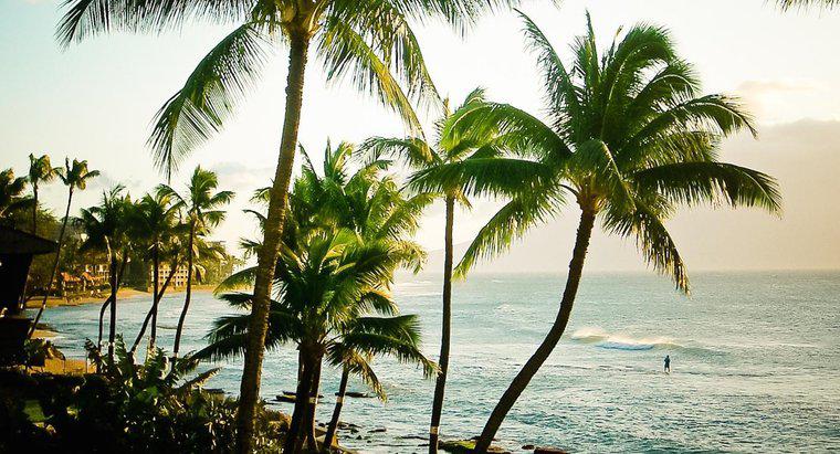 Quali sono alcuni fatti divertenti sulle Hawaii?