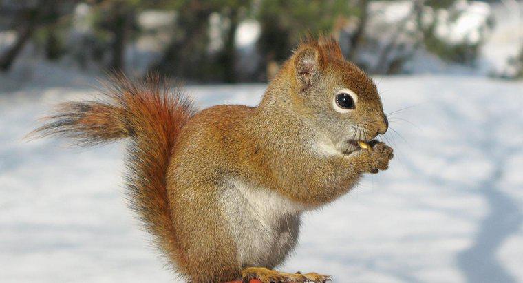 Dove dormono gli scoiattoli in inverno?
