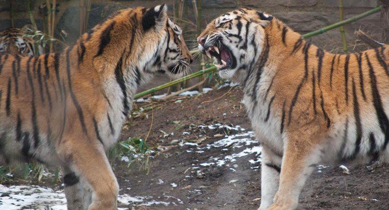 Chi sono i predatori delle tigri?