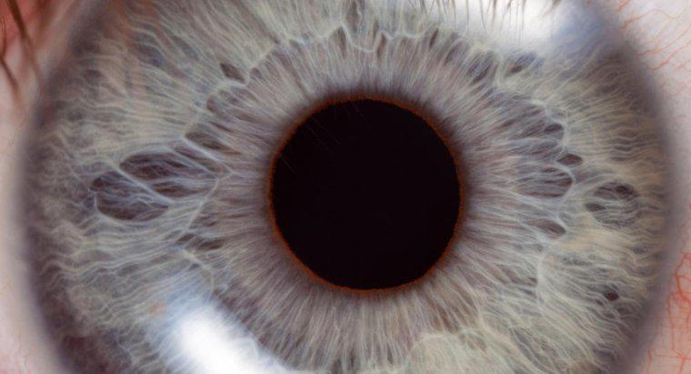 Dov'è il punto cieco della retina?