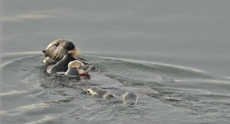 Perché le lontre marine sono in pericolo?