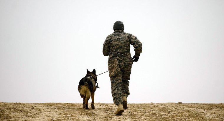 Quali sono le razze canine militari?