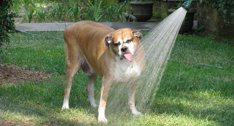 Quanto può durare un cane senza acqua?