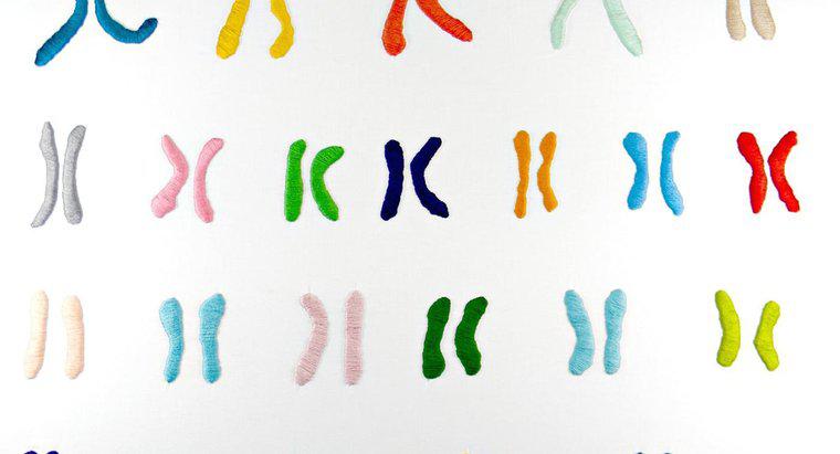 Qual è la funzione dei cromosomi?