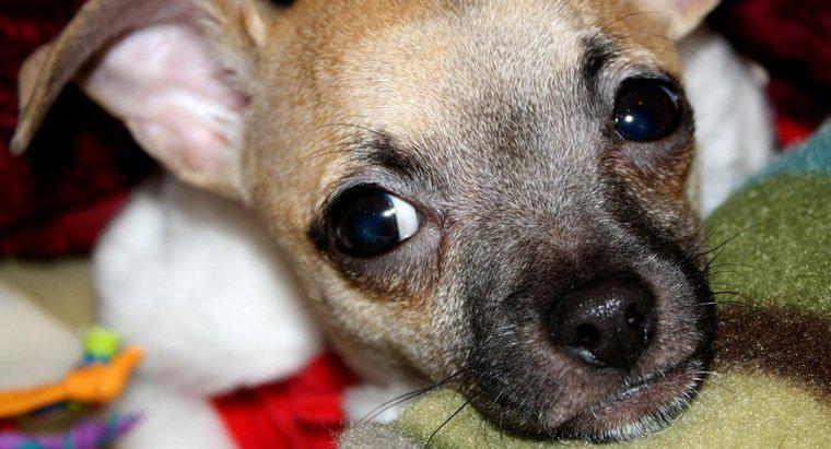Quali sono alcuni fatti comuni sui cuccioli di Chihuahua?