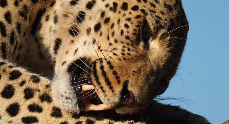 Quanto mangiano i leopardi in un giorno?
