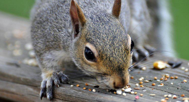 Che cosa piace mangiare agli scoiattoli?