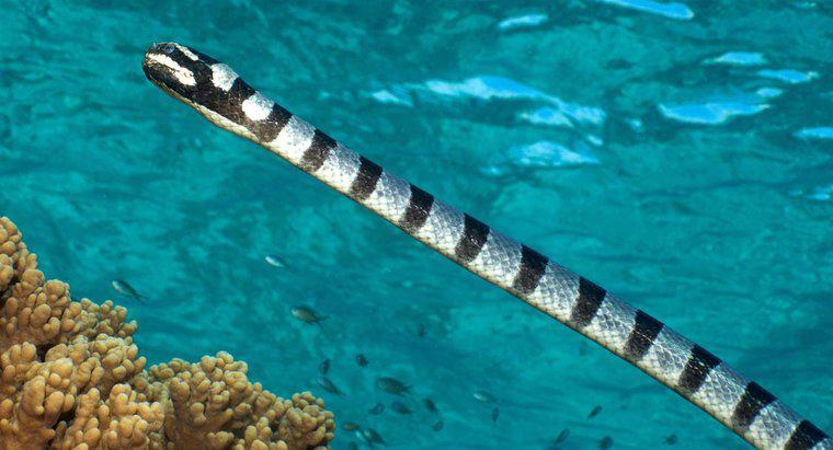 Cosa mangiano i serpenti di mare?