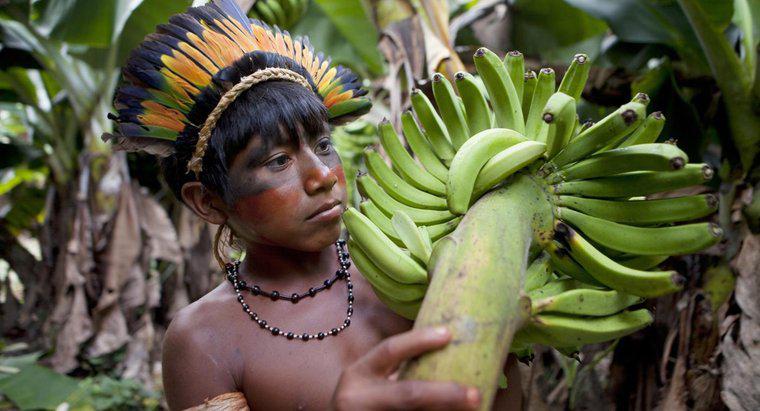 Quali frutti crescono nella foresta pluviale amazzonica?