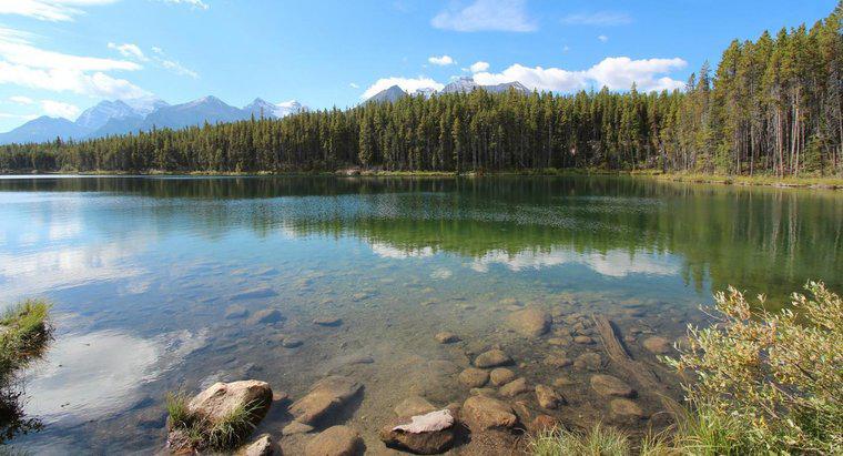 Quali sono i fattori biotici e biotici nei laghi?