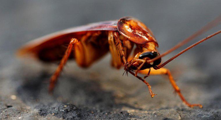 Quanto tempo ci vuole per sbarazzarsi degli scarafaggi?