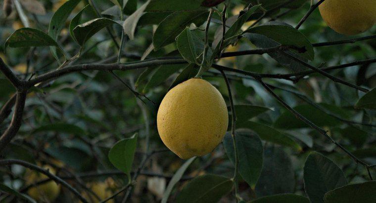 Quanto tempo ci vuole perché un albero di limone cresca e porti frutto?