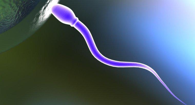 Cosa fa una cellula dello sperma?