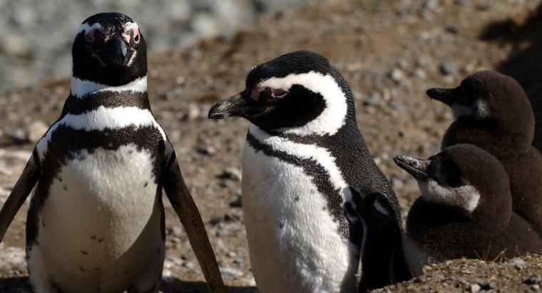 I pinguini vivono nel Biennio della Tundra?
