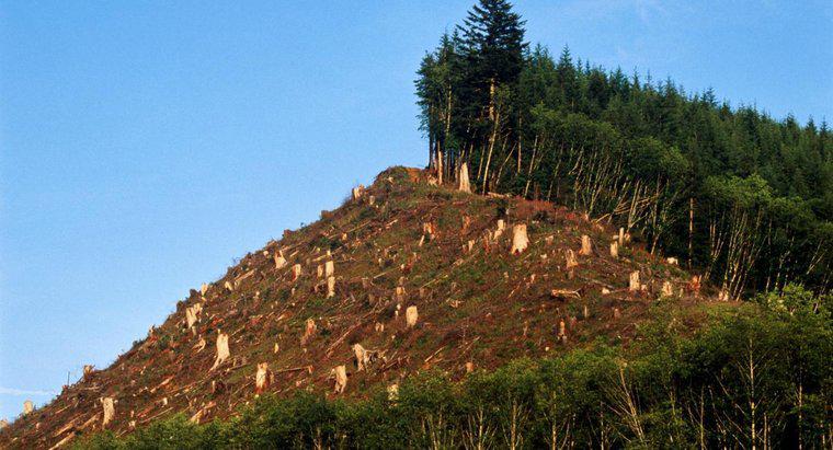 Quali sono alcuni svantaggi della deforestazione?