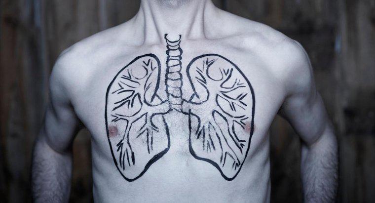 Le persone possono vivere con un solo polmone?
