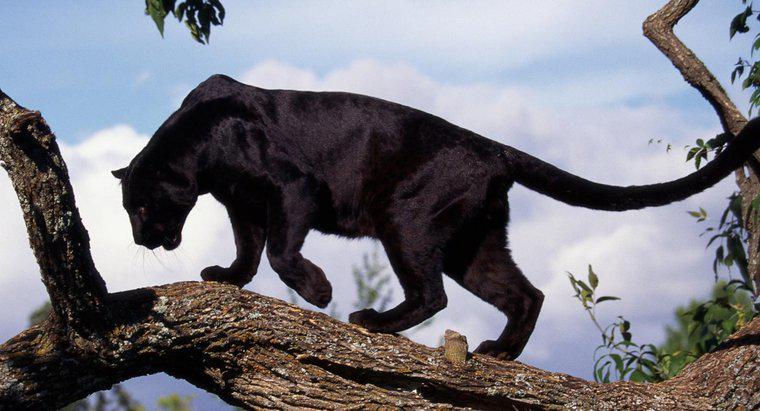 Dove vivono le Black Panthers Wild?