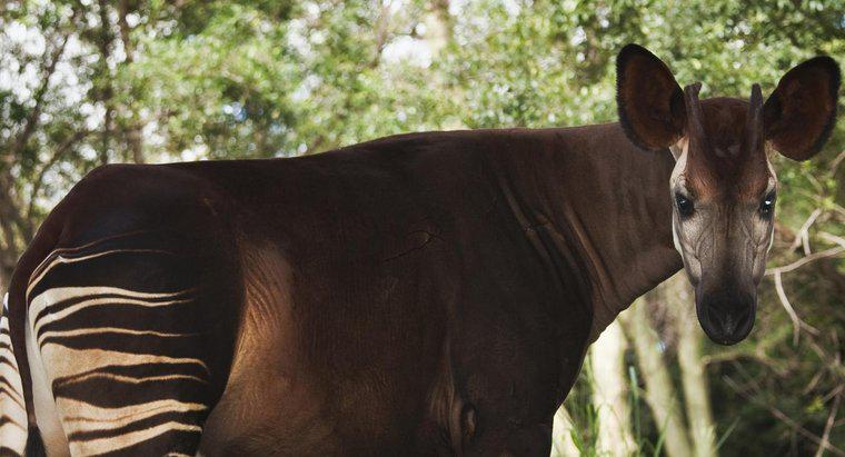 Cosa mangia gli okapi?