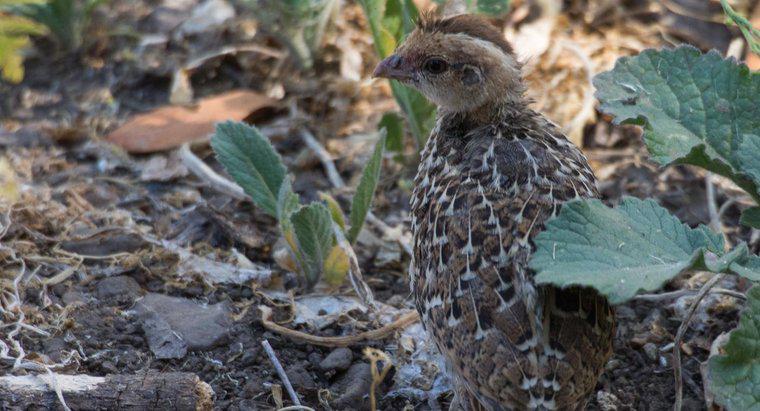 Cosa mangiano le baby quail?