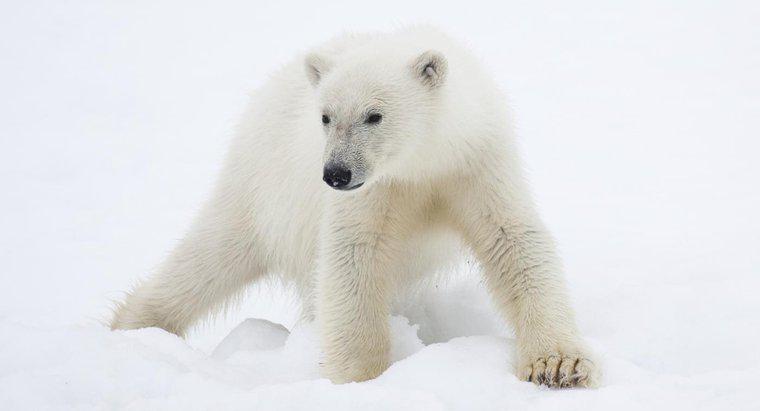 Quali animali si trovano nella regione polare?
