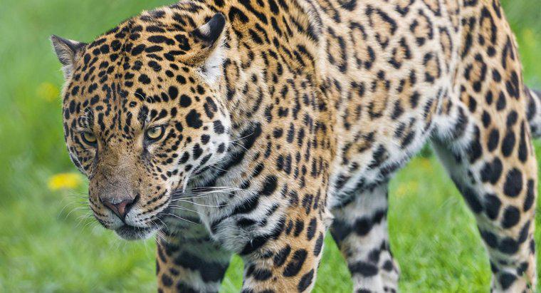 In quale foresta pluviale vivono Jaguar?