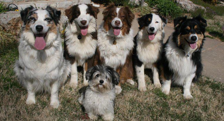 Come si chiama un gruppo di cani?