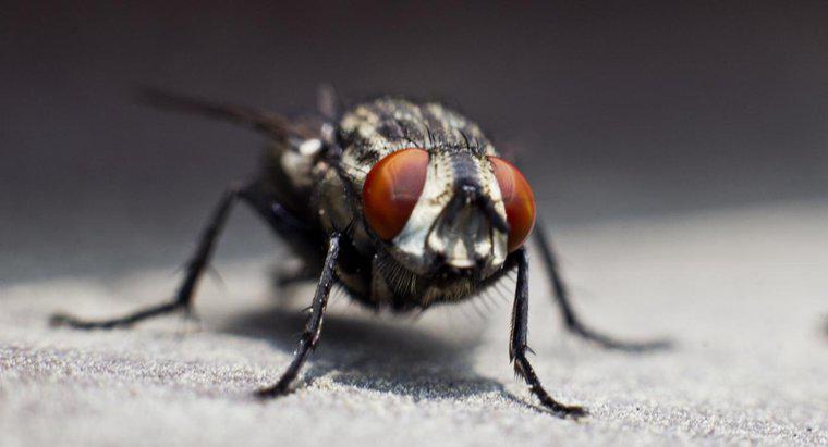 Cosa simboleggiano le mosche?