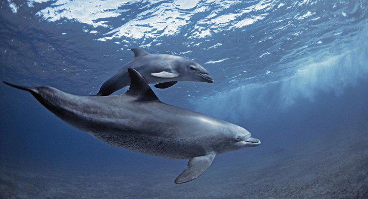 In che modo i delfini usano l'ecolocalizzazione?