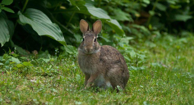 Come sono adattati i conigli al loro habitat?