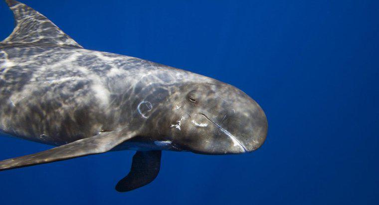 Che aspetto hanno gli occhi di una balena assassina?