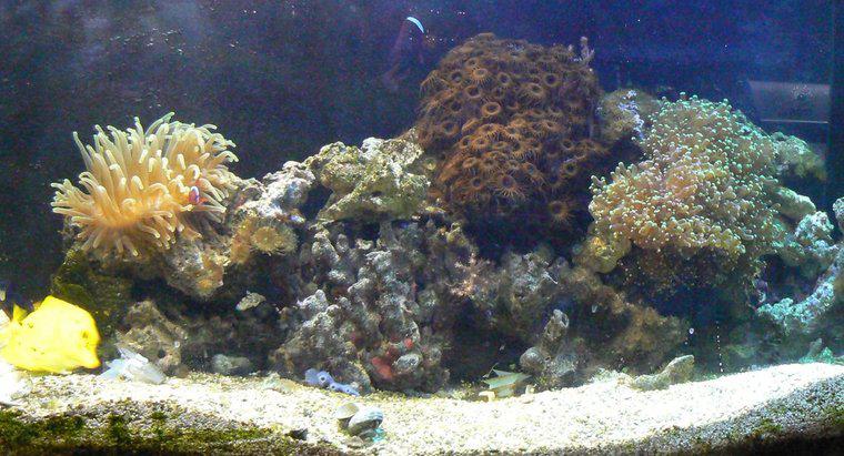 Come si imposta un serbatoio Reef?