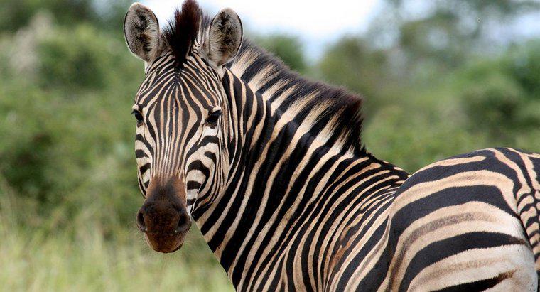 Qual è il nome di una zebra femminile?